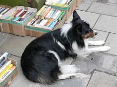Dog selling books